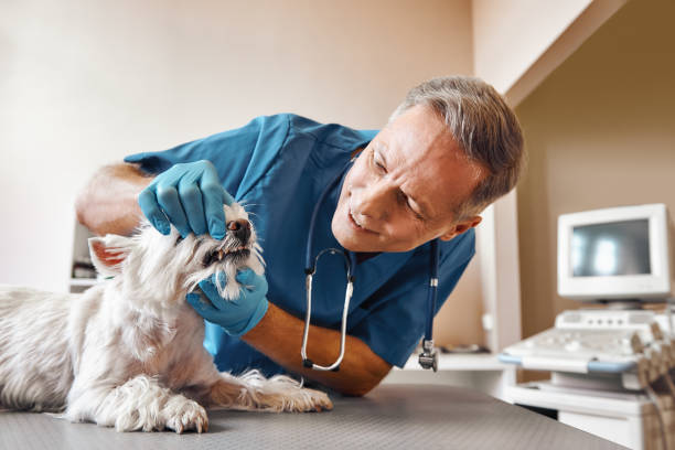 Best After-Hours Emergency Dentist in Cleora, OK